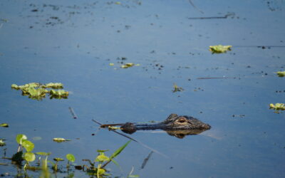 Best Wildlife Viewing Spots in Florida